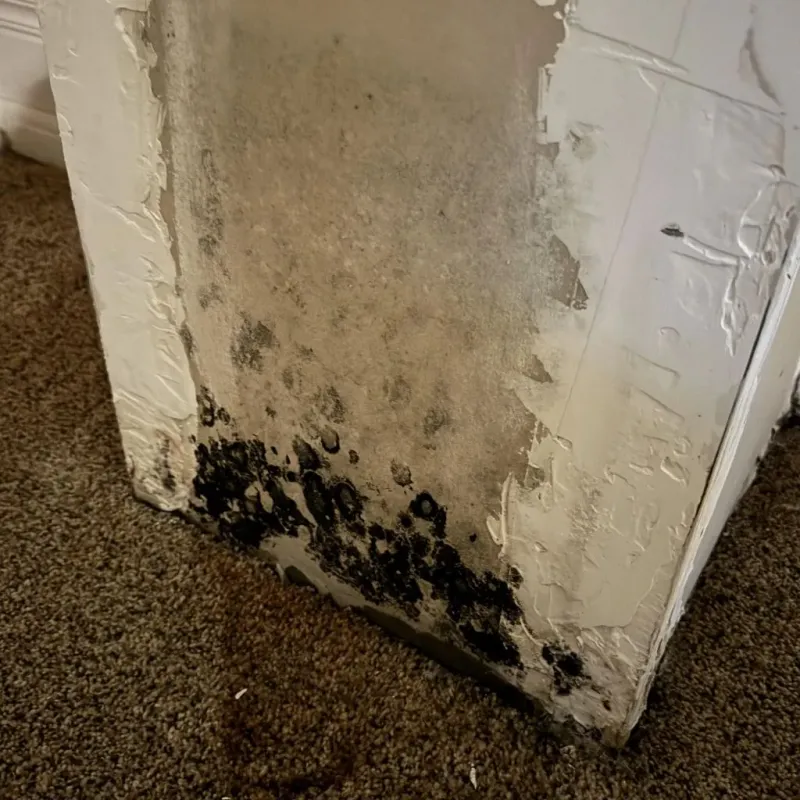 Professional Mold Removal in West Salem, WI